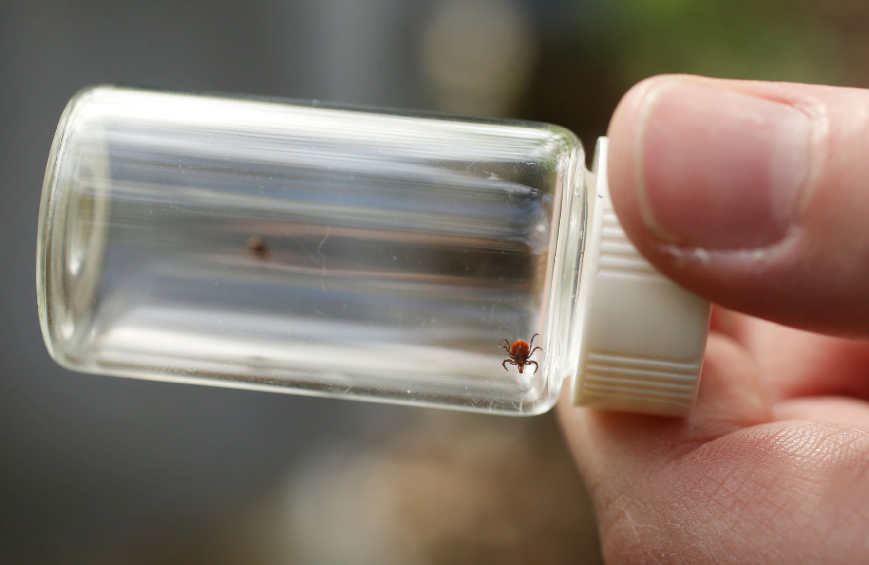 Tick in bottle